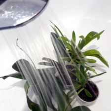 Когда и как правильно поливать орхидеи?