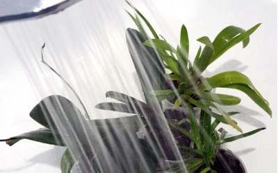 Когда и как правильно поливать орхидеи?
