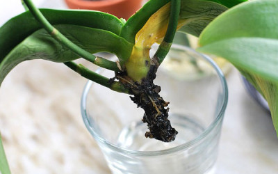 Реанимация орхидей без корней
