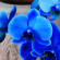 Вся правда о синих и голубых орхидеях