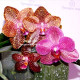 Орхидеи на подарок