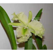 Зелёные орхидеи