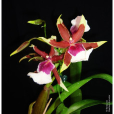 Bllra. Eurostar Holm