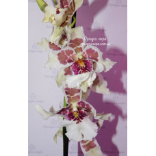 Bllra. Tahoma Glacier