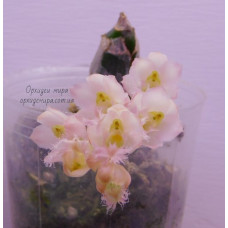 Clo. Jumbo Grace Jumbo Orchids
