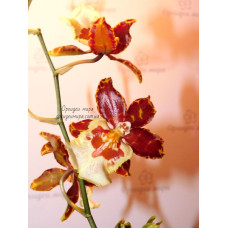 Colmanara Jungle Monarch