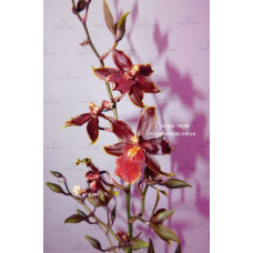 Colmanara Wildcat Bobcat уценка