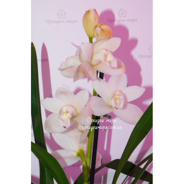 Cym. Hybrid №410