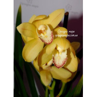 Cym. Hybrid №411