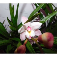 Cym. Hybrid №408