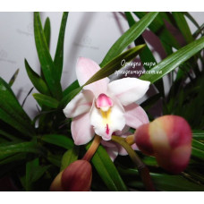 Cym. Hybrid №408
