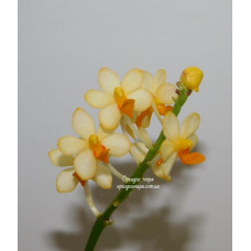 Dor. Pulcherrima x Asc. Miniatum YC Yellow 1,7