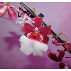 Miltonidium Bartley Schwarz