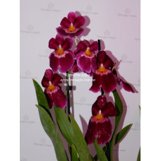 Miltoniopsis Bert Field Miltoniopsis Bert Field