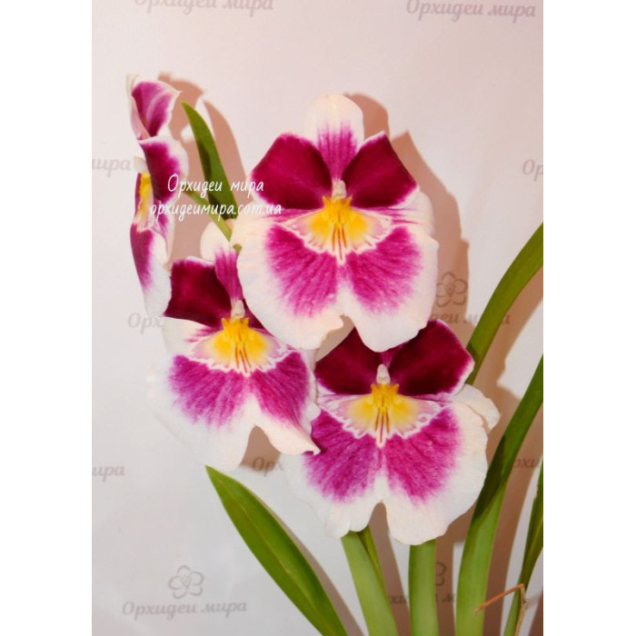 Онцидiум (Miltoniopsis Hybrid) Онцидiум (Miltoniopsis Hybrid)