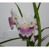 Miltoniopsis Phalaenopsis Miltoniopsis Phalaenopsis