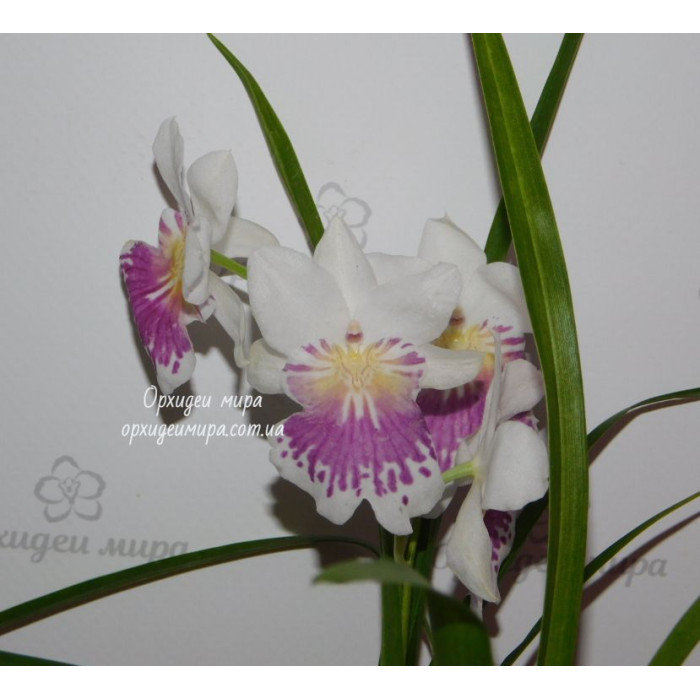 Онцидiум (Miltoniopsis Phalaenopsis) Онцидiум (Miltoniopsis Phalaenopsis)