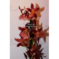 Odontocidium