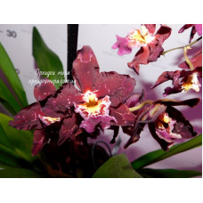 Odontoglossum Purple Rain