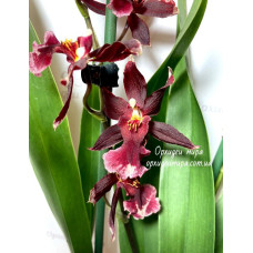 Onc. Hybrid №5