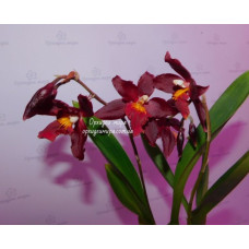 Onc. Hybrid №6