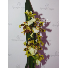 Onc. Hybrid №7