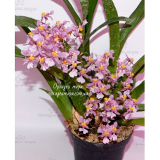 Onc. Ornithorhynchum
