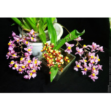 Onc. Twinkle