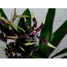 Onc. Hybrid №2