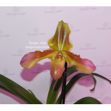 Paph. Hans Strahl x Lippewunder