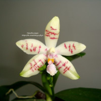 Phalaenopsis (Princess Kaiulani x hieroglyphica) x tetraspis