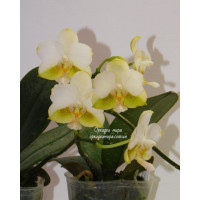 Phal. An Tai Jade KS 1000
