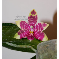 Phal. Brother Ambo Passion x Jessie Lee
