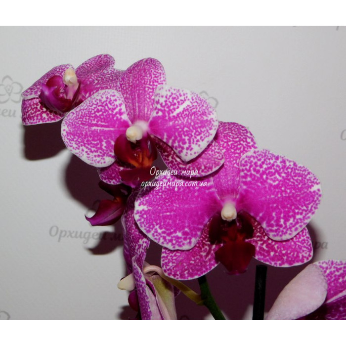 Фаленопсис Фэнси (Phalaenopsis Fancy)