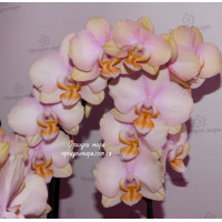 Phal. Hybrid №428