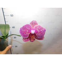 Phal. I-Hsin Cherry Bomb 2