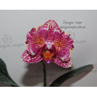Phal. I-Hsin Cherry Bomb 2 метелик