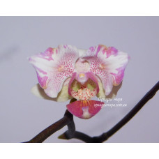 Phal. Intermedia метелик