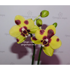 Phal. Lioulin Goldfinch