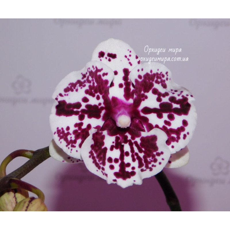 Орхидея Phal. Lioulin R Lip 1274 big lip уценка - купить, доставка Украина