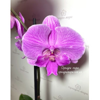 Phal. Manta Kalimantan big lip