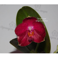 Phal. Mituo Red Sun