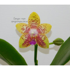 Phal. Orchid World Bonnie Vasquez