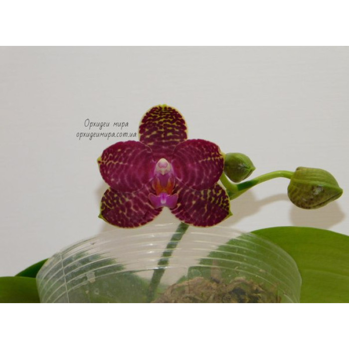 Phal. Perfection is Chen уценка