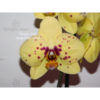 Phal. Pescara