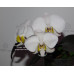 Фаленопсис Филиппиненсис (Philippinensis)