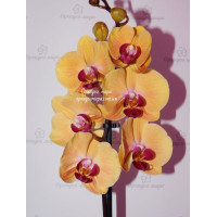Phal. Solid Gold