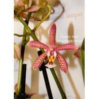 Phal. Spider
