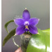 Фаленопсис (Violacea Indigo x sib)