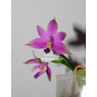 Phal. Violacea Sumatrana x sib